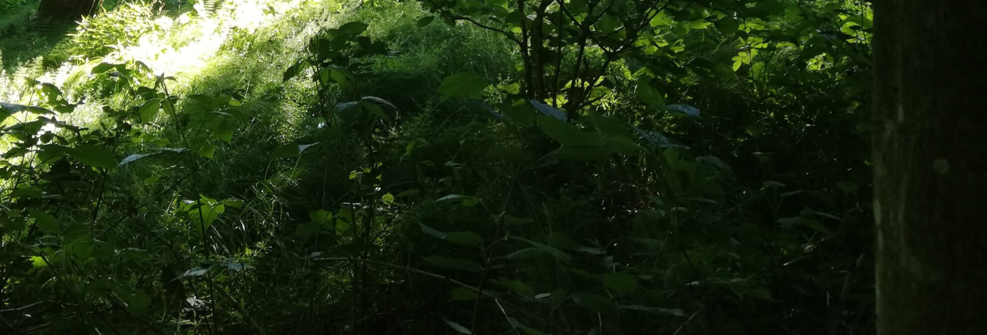 von Gärtnern, Schwärmen und dem Wald lernen