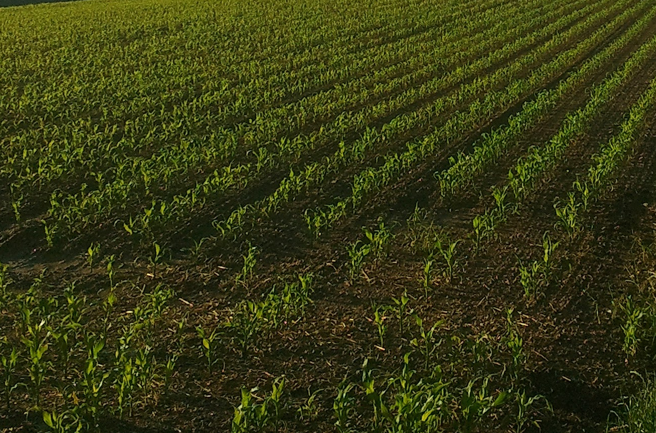 Monoculture — efficiency with fragility